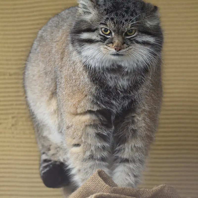 Фотография Груши в Зоопарке Асахияма