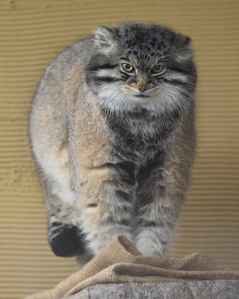 Фотография Груши в Зоопарке Асахияма