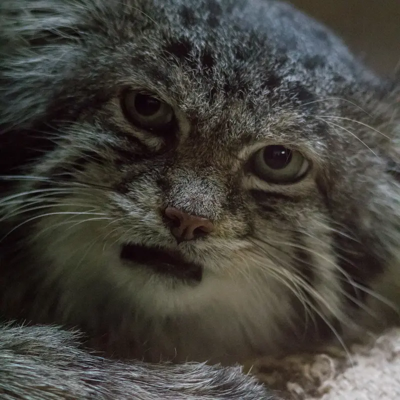 Фотография Клёна в Зоопарке Уено