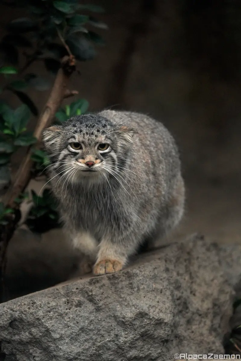 Фотография Ото в Царстве Животных Кобе