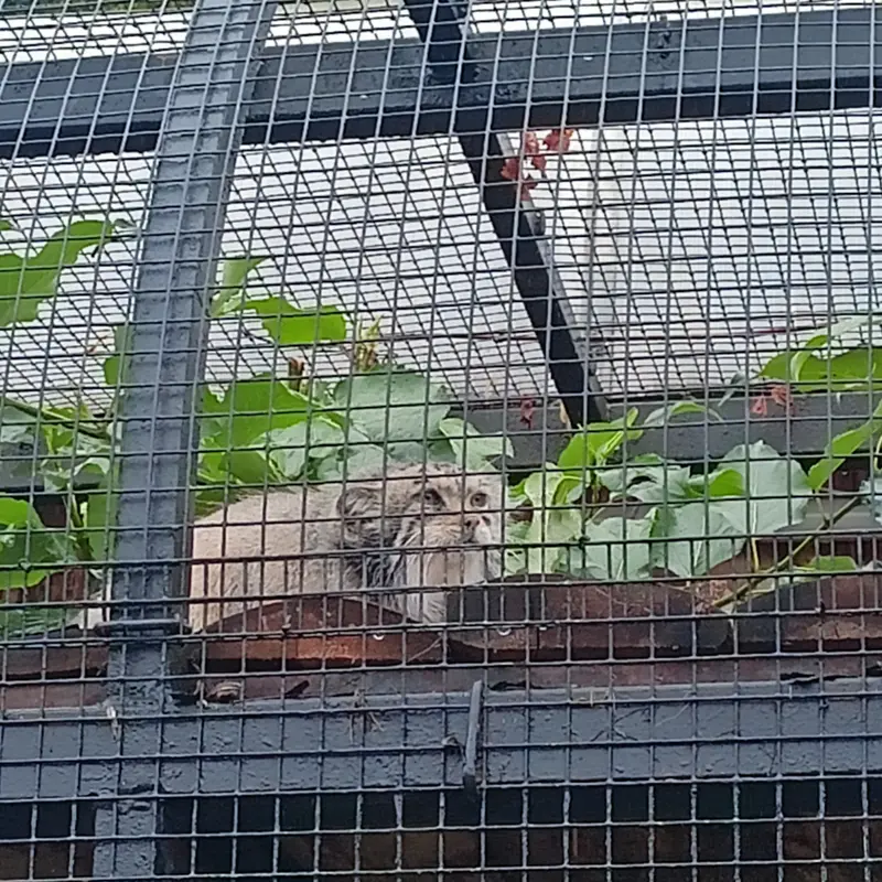 Фотография с манулом
