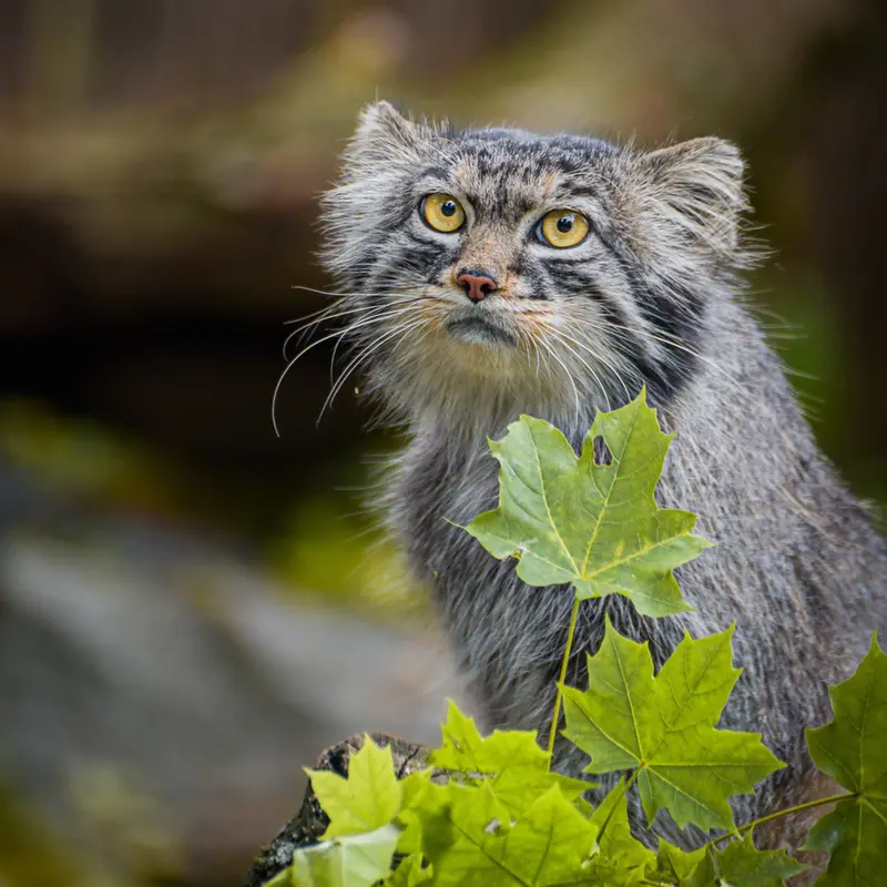 Фотография Куби в Вроцлавском Зоопарке