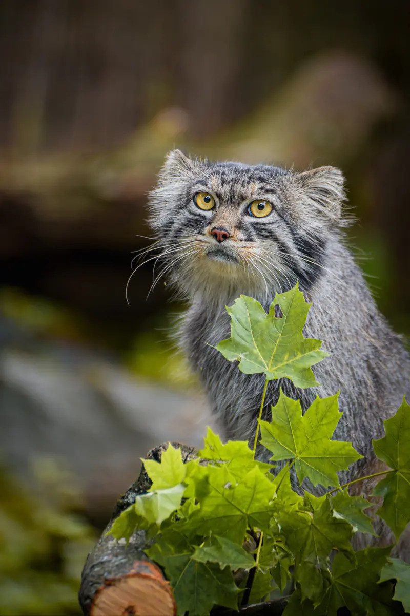 Фотография Куби в Вроцлавском Зоопарке