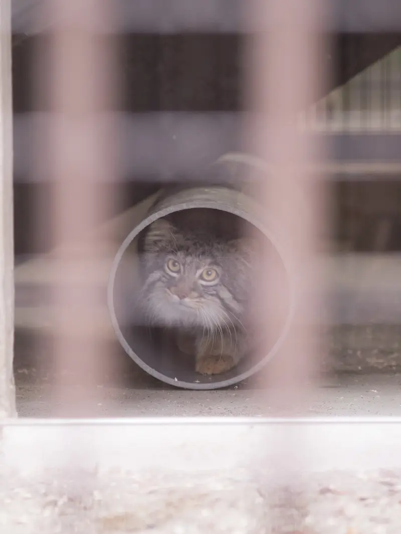 Фотография Фиги в Зоопарке Ногеяме