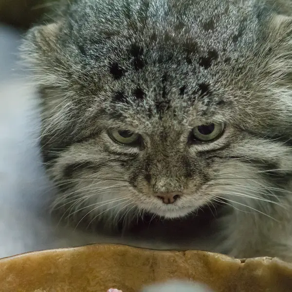 Фотография Клёна в Зоопарке Уено