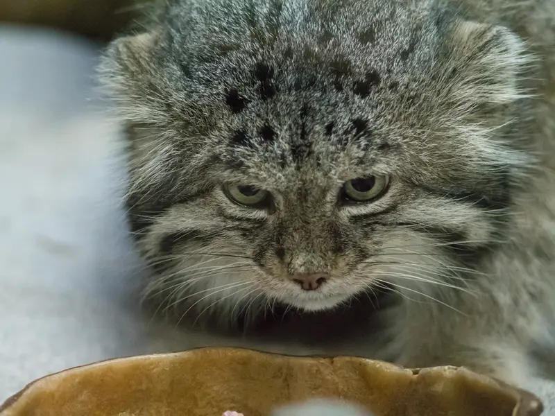 Фотография Клёна в Зоопарке Уено