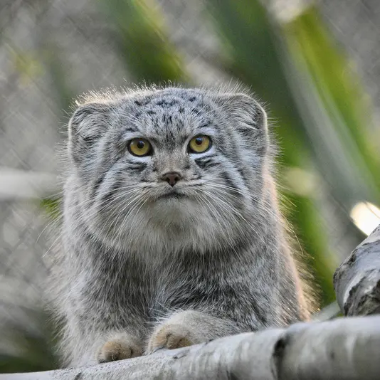 Фотография Бат-Эрдэнэ в Парке диких животных Порт-Лимпн