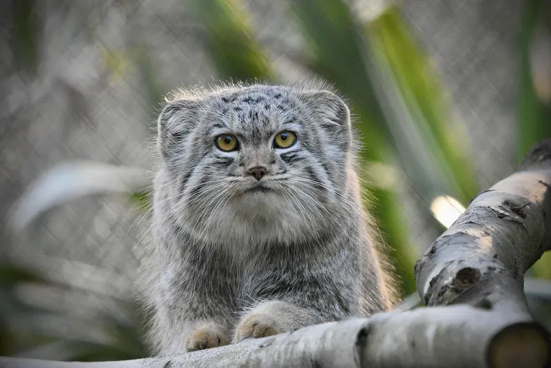 Фотография Бат-Эрдэнэ в Парке диких животных Порт-Лимпн