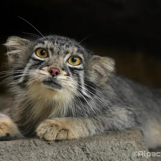 Фотография Ото в Царстве Животных Кобе