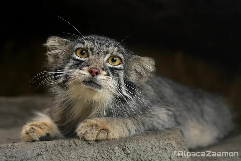 Фотография Ото в Царстве Животных Кобе