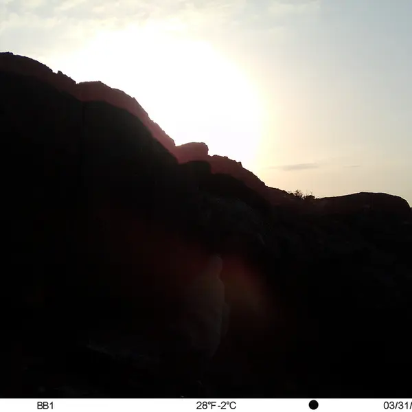 Фотография Сибирского Манула с фотоловушки Актас-Кункора