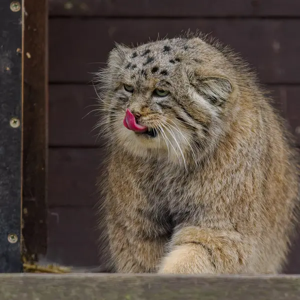 Фотография Музтау в Зоопарке Брно