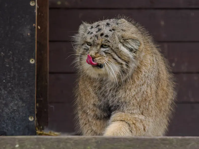 Фотография Музтау в Зоопарке Брно