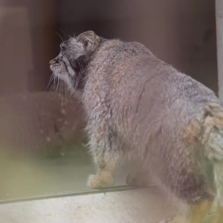 Фотография Фиги в Зоопарке Ногеяме