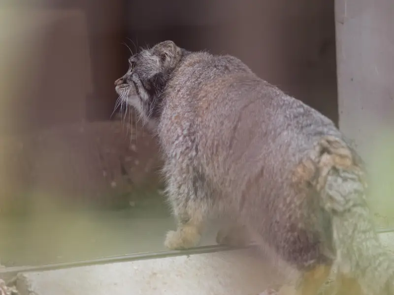 Фотография Фиги в Зоопарке Ногеяме