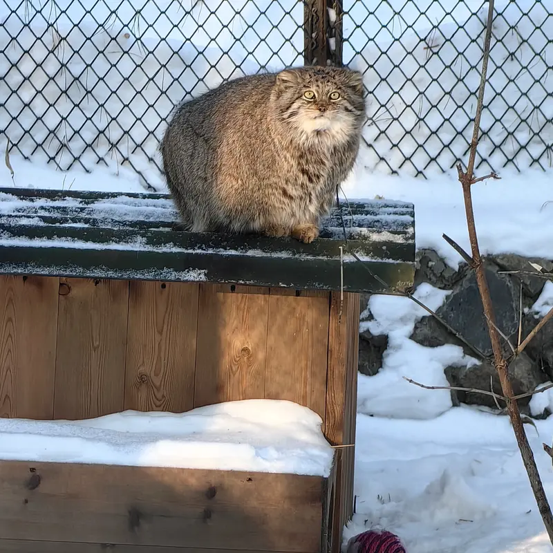 Фотография Мии в Новосибирском Зоопарке
