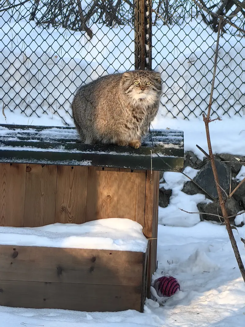 Фотография Мии в Новосибирском Зоопарке