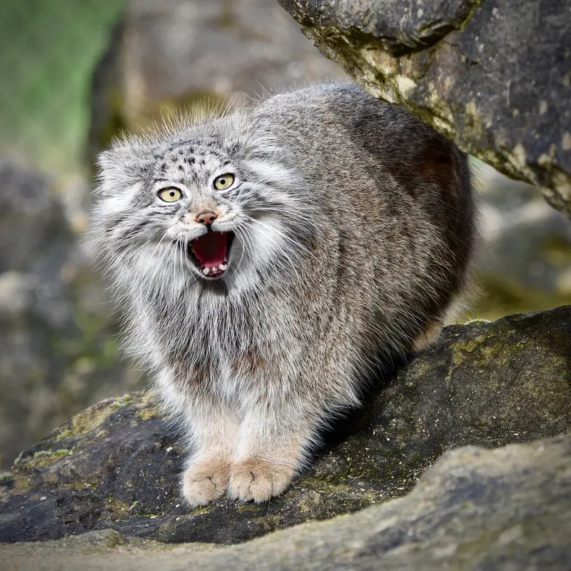 Фотография Наму в Парке диких животных Порт-Лимпн