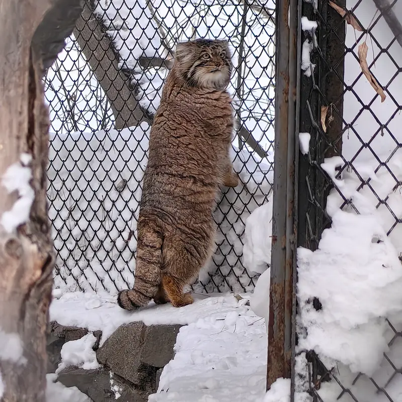 Фотография Ачи в Новосибирском Зоопарке