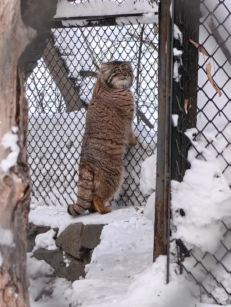 Фотография Ачи в Новосибирском Зоопарке