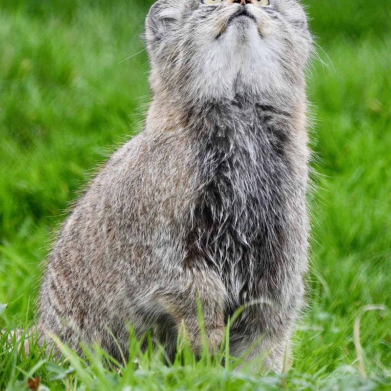 Фотография Хараа в Парке диких животных Порт-Лимпн
