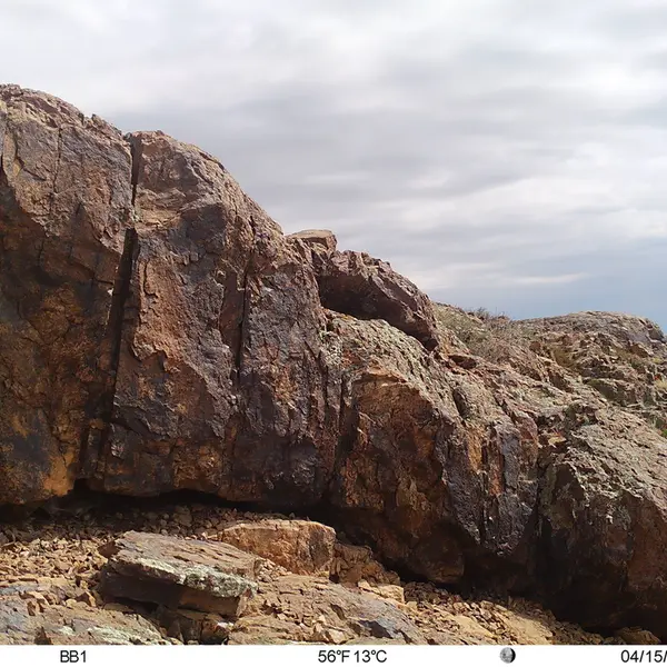 Фотография Плоскочерепнаи Полёвки с фотоловушки Актас-Кункора