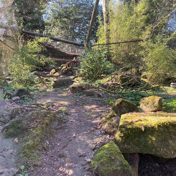 Фотография с манулом в Роттердамском Зоопарке