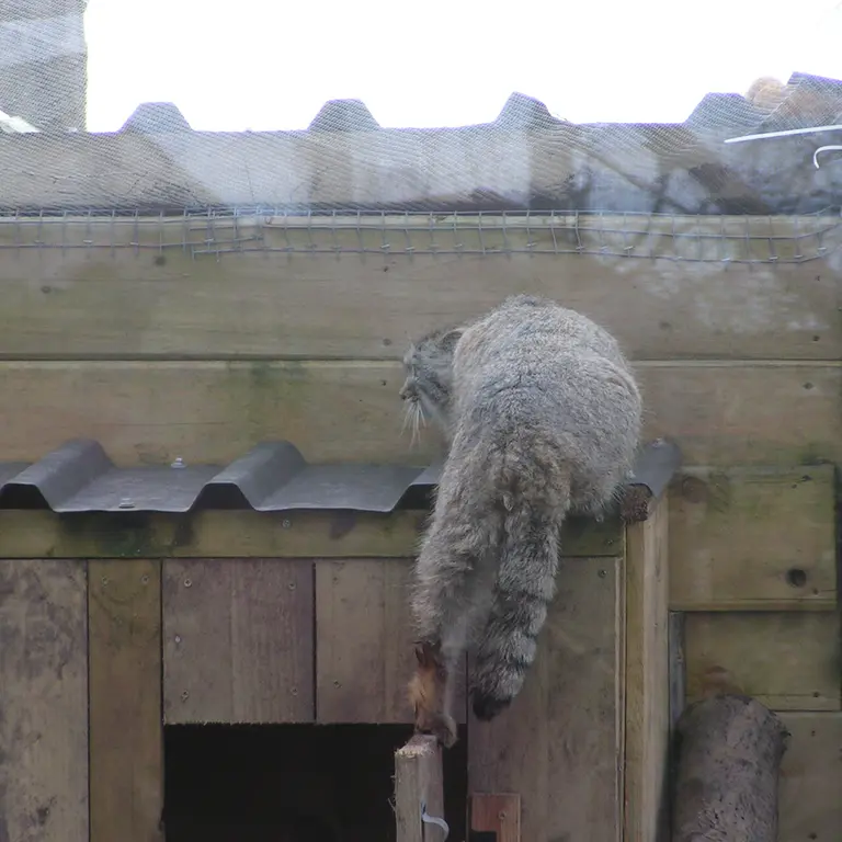 Фотография Алтая в Лэйклэнде Вайлдлайф Оазисе