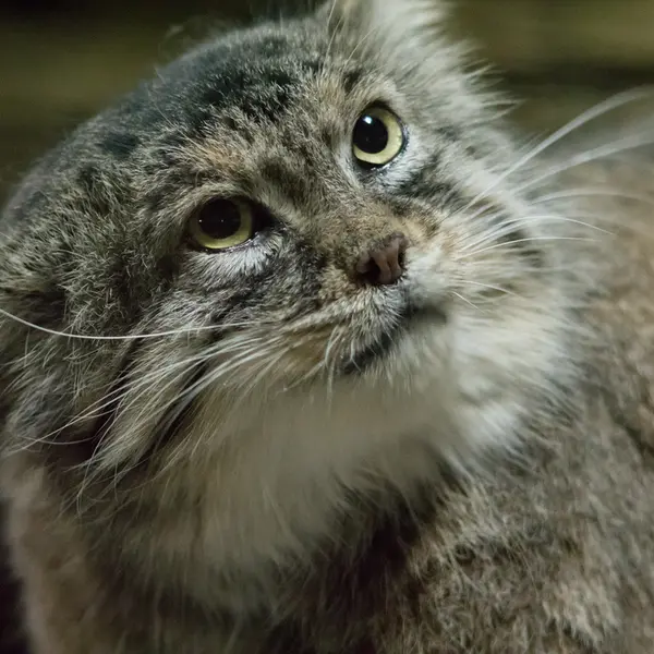 Фотография Примулы в Зоопарке Уено