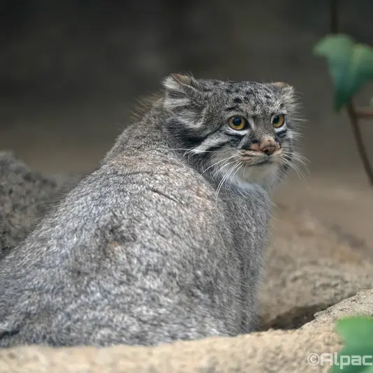 Фотография Мей в Царстве Животных Кобе