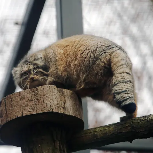 Фотография Улы в Гданском Зоопарке