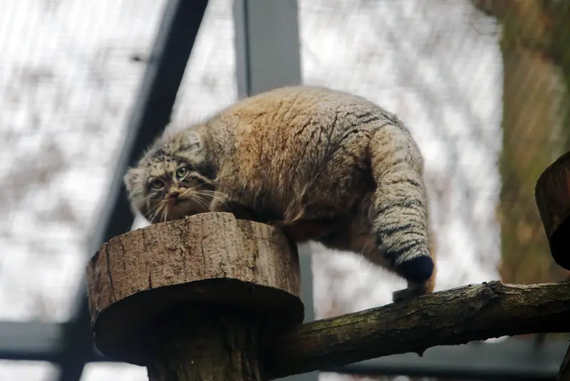 Фотография Улы в Гданском Зоопарке