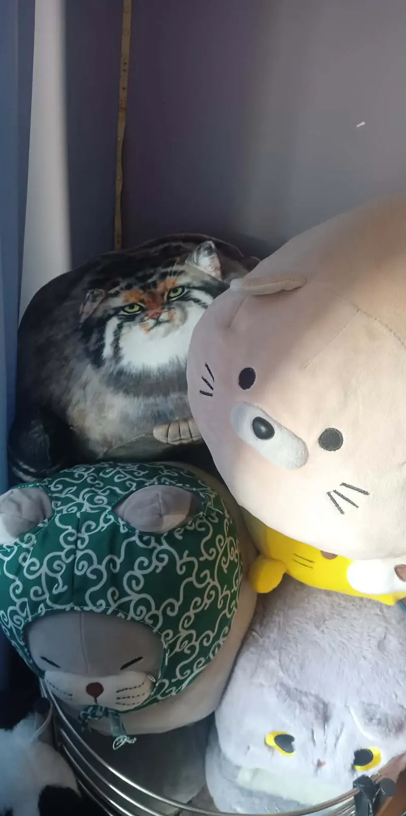 Фотография с манулом