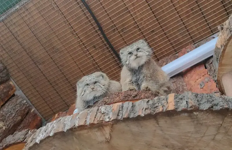 Фотография с манулом
