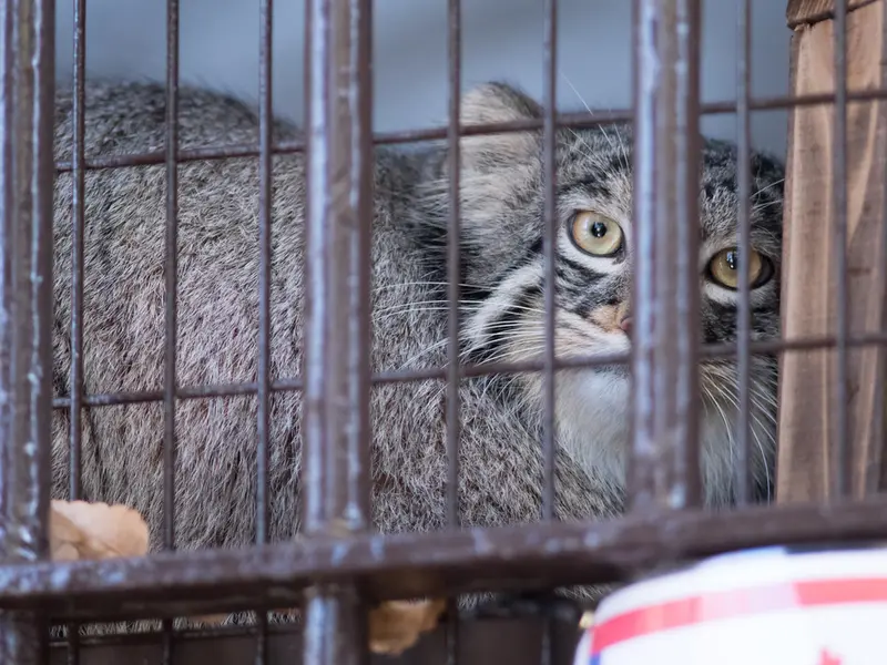 Фотография Фиги в Зоопарке Ногеяме