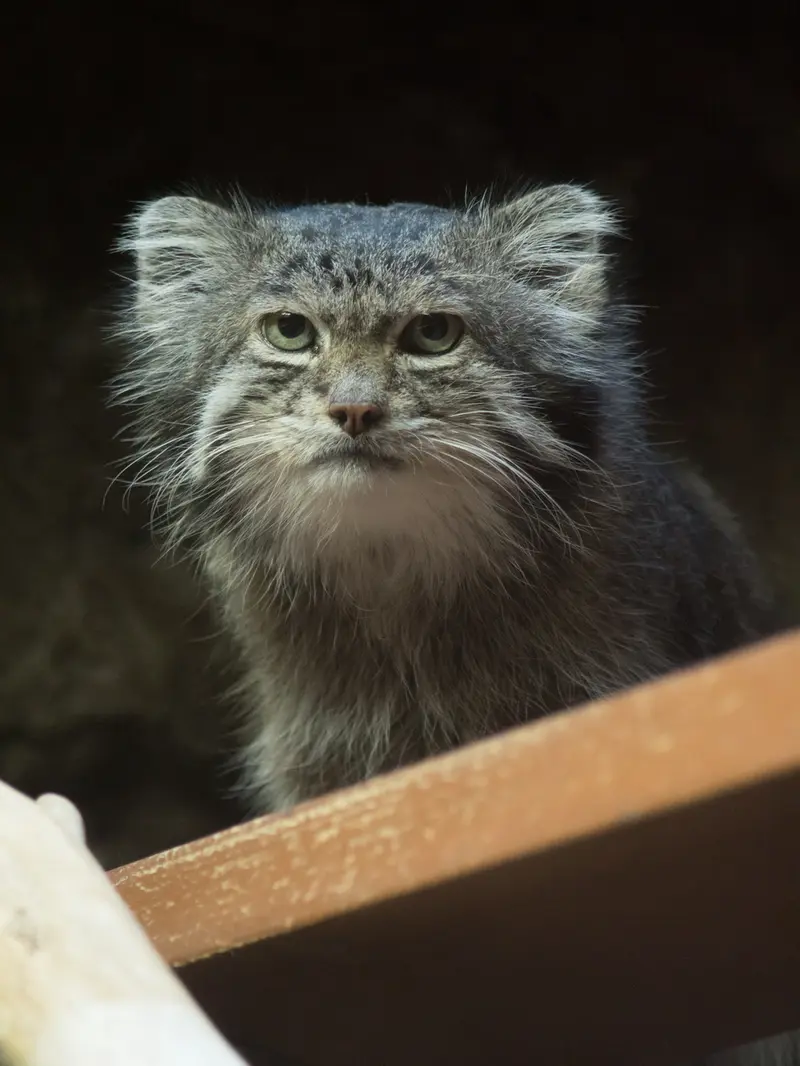 Фотография Клёна в Зоопарке Уено