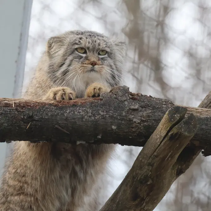Фотография Аркаса в Зоопарке Коркеасаари
