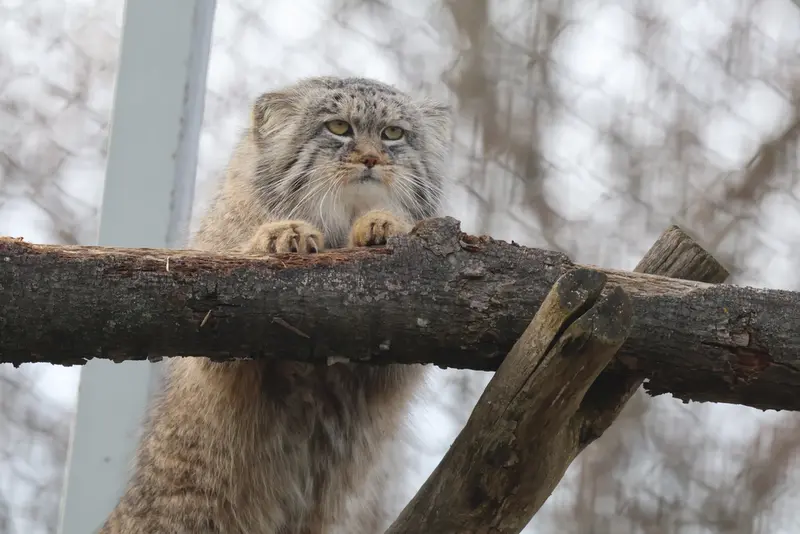 Фотография Аркаса в Зоопарке Коркеасаари