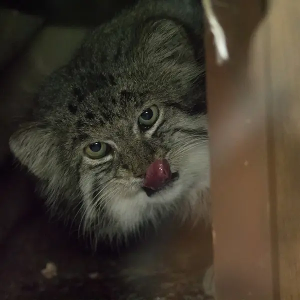 Фотография Клёна в Зоопарке Уено