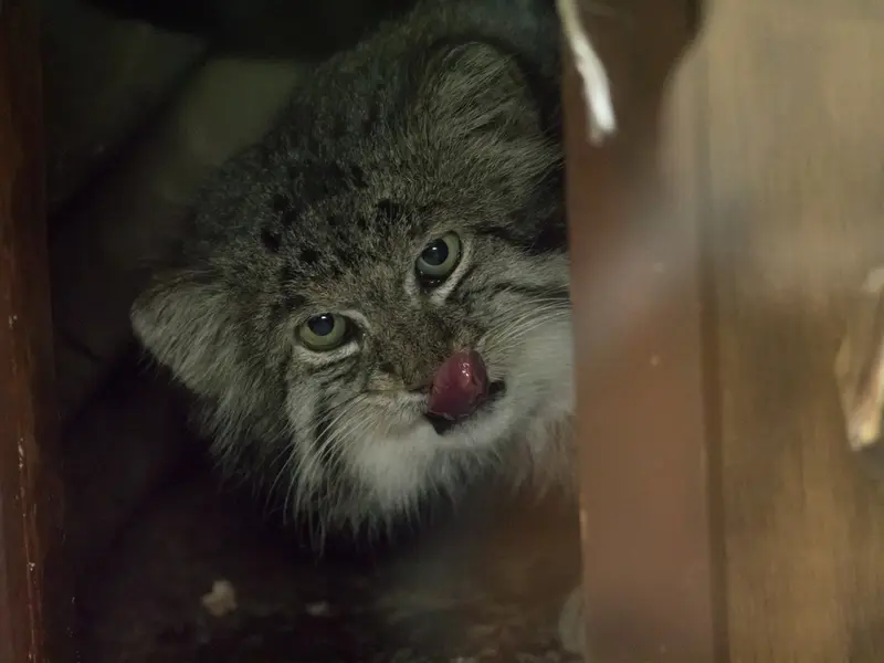 Фотография Клёна в Зоопарке Уено