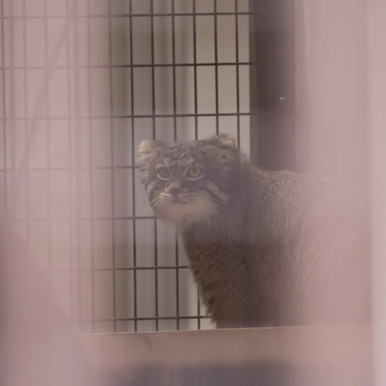 Фотография Фиги в Зоопарке Ногеяме