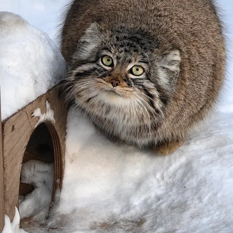 Фотография Евчонки 2023 Г.р. Ⅲ в Новосибирском Зоопарке