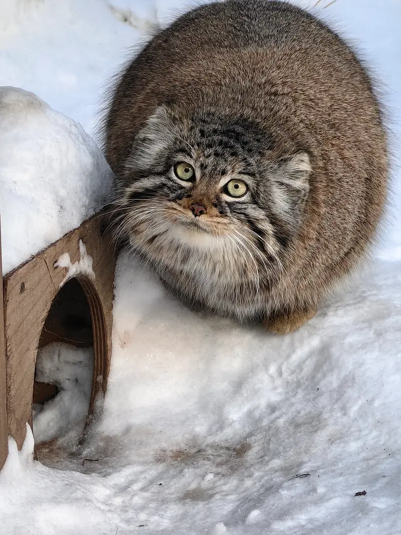 Фотография Евчонки 2023 Г.р. Ⅲ в Новосибирском Зоопарке