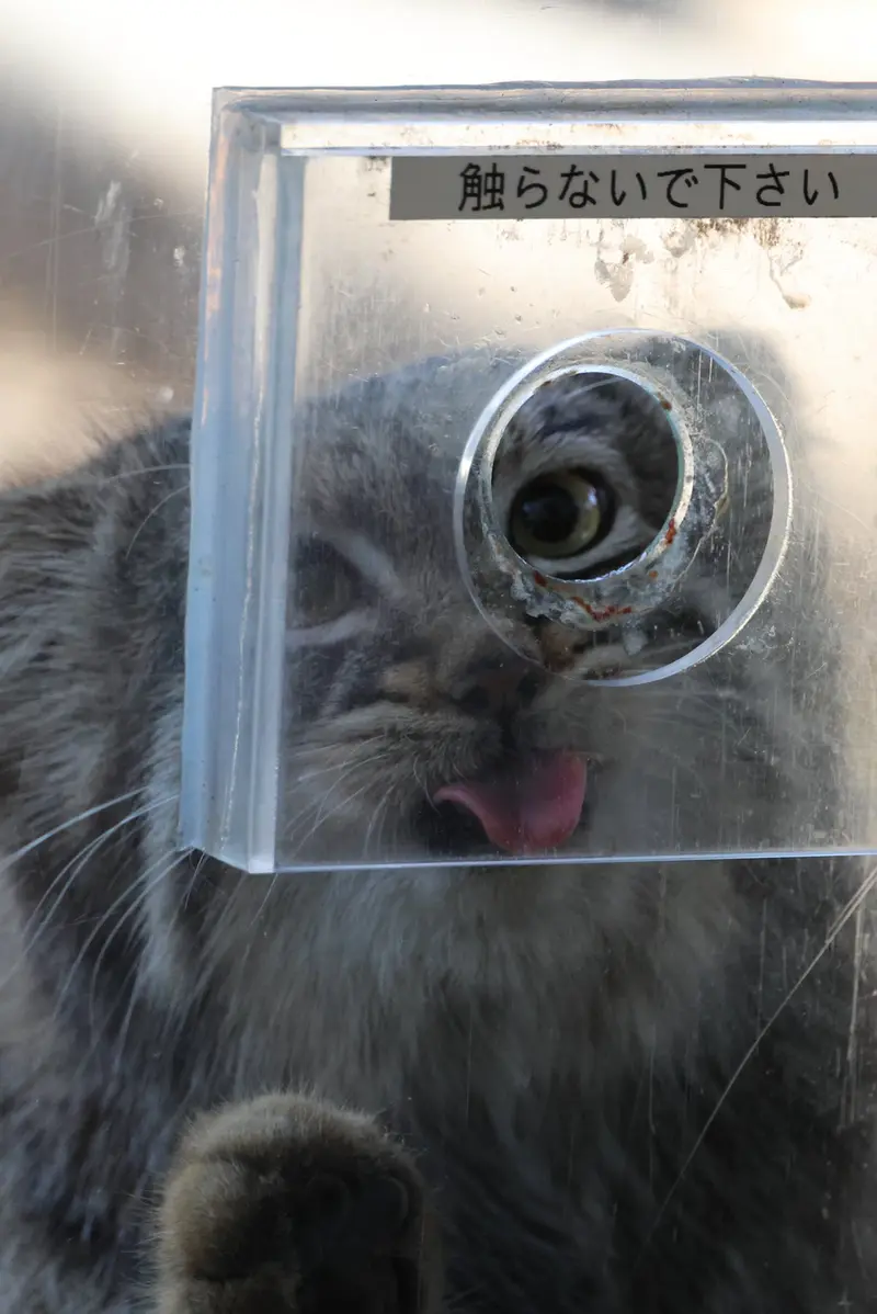 Фотография Абрикос в Царстве Животных Насу