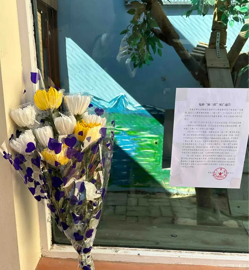 Фотография с манулом