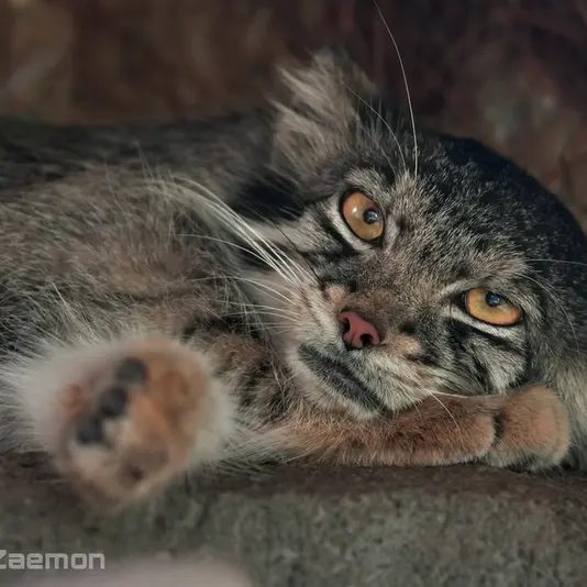 Фотография Ото в Царстве Животных Кобе