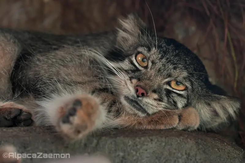 Фотография Ото в Царстве Животных Кобе