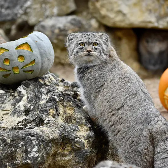 Фотография Бат-Эрдэнэ в Парке диких животных Порт-Лимпн