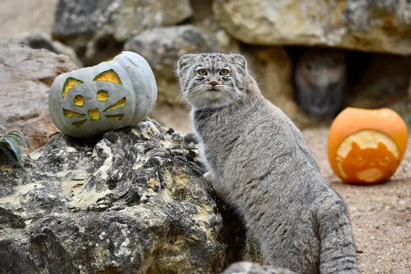 Фотография Бат-Эрдэнэ в Парке диких животных Порт-Лимпн