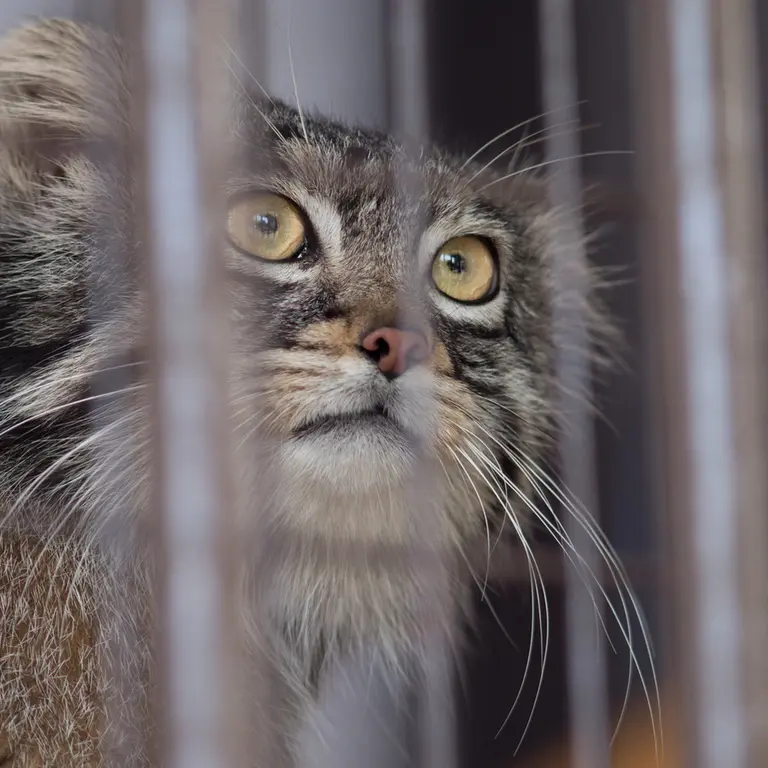 Фотография Фиги в Зоопарке Ногеяме